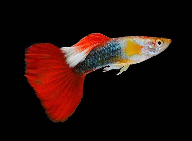 Guppy fish pairs , Adult Betta fish Breeder pairs In lahore 1