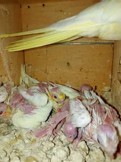 cocktails chicks