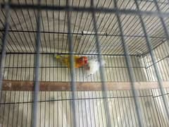 love birds 03358879536