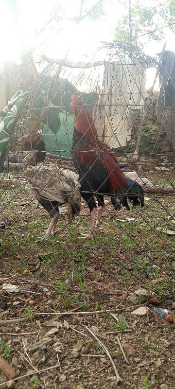 Aseel Mianwali Pair 3
