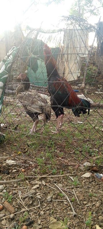 Aseel Mianwali Pair 4