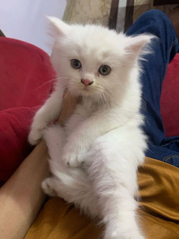 Triple coded Persian kittens 0