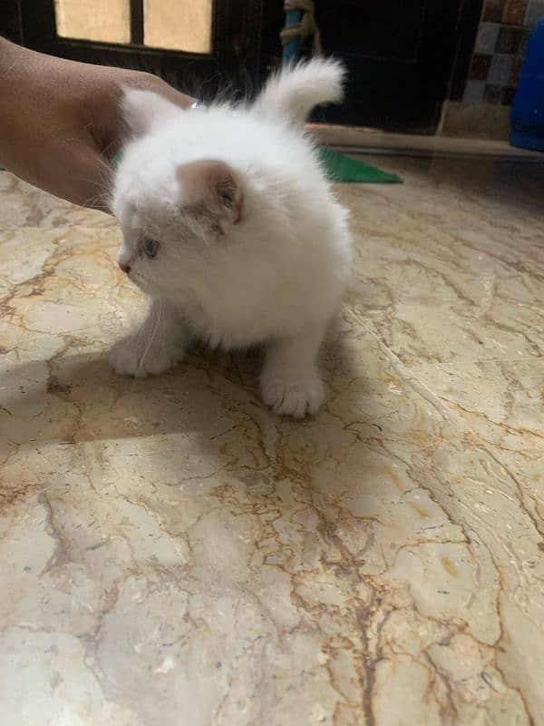 Triple coded Persian kittens 1