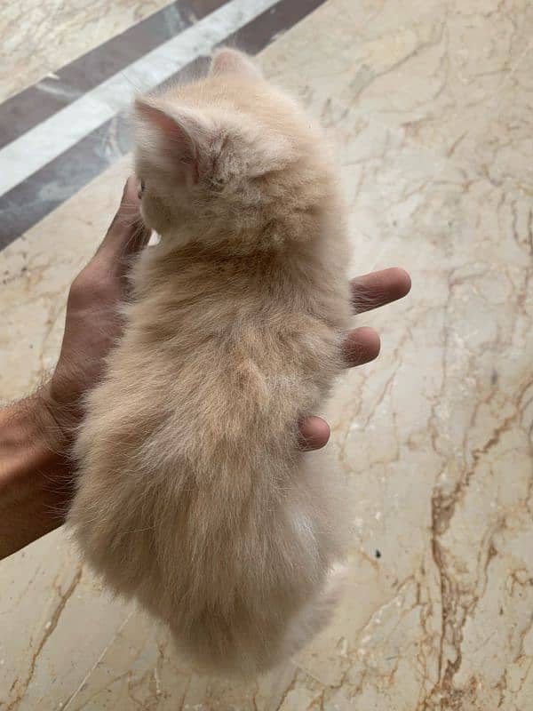 Triple coded Persian kittens 3