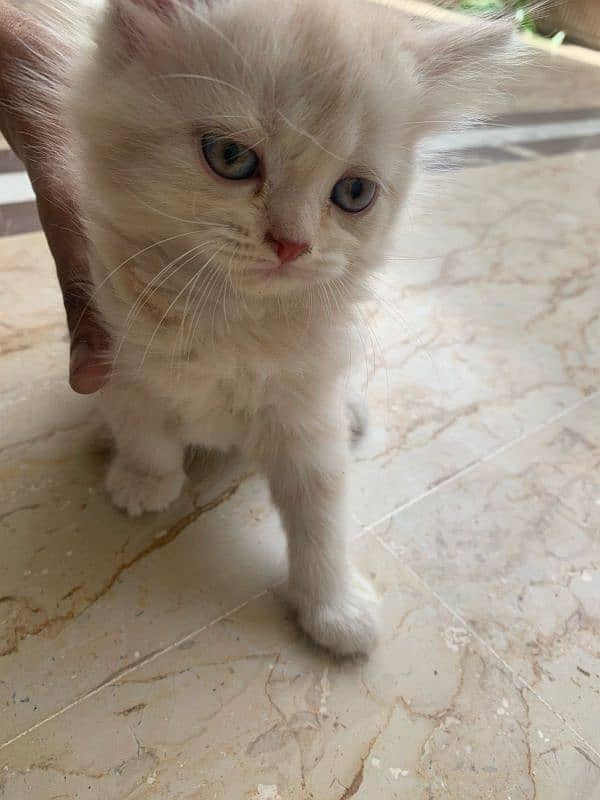 Triple coded Persian kittens 4