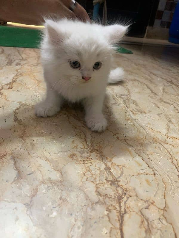 Triple coded Persian kittens 5