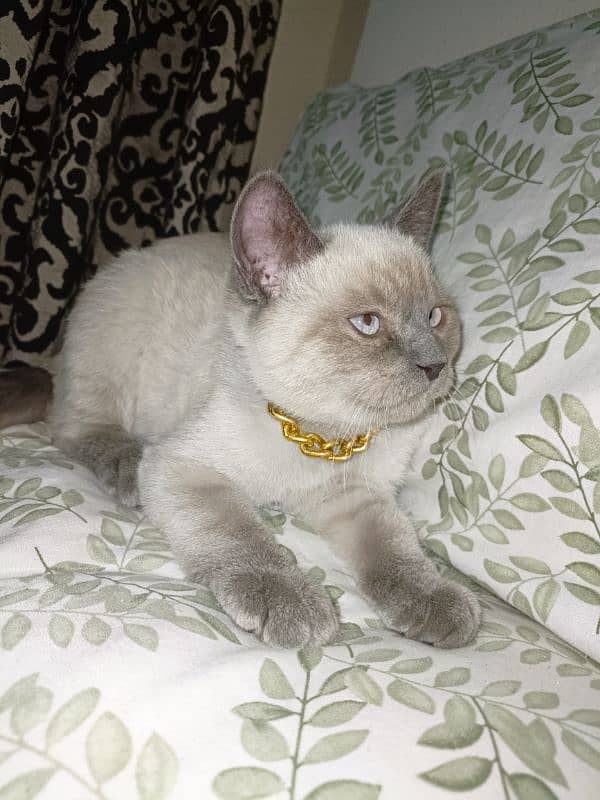 Siamese 4 months kitten 0