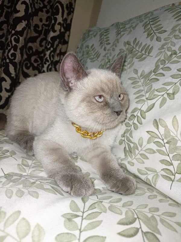 Siamese 4 months kitten 1