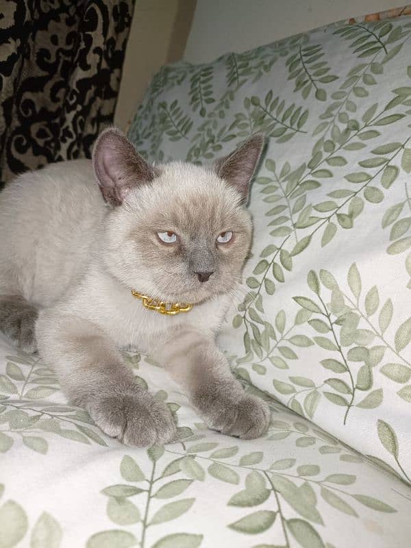 Siamese 4 months kitten 2
