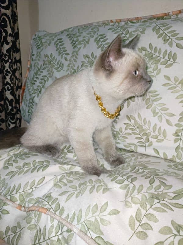 Siamese 4 months kitten 3