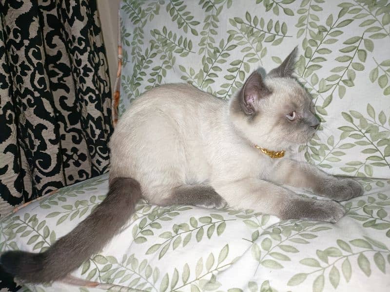 Siamese 4 months kitten 4