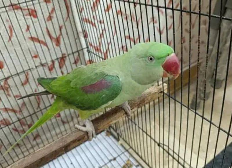 Psittacines 1