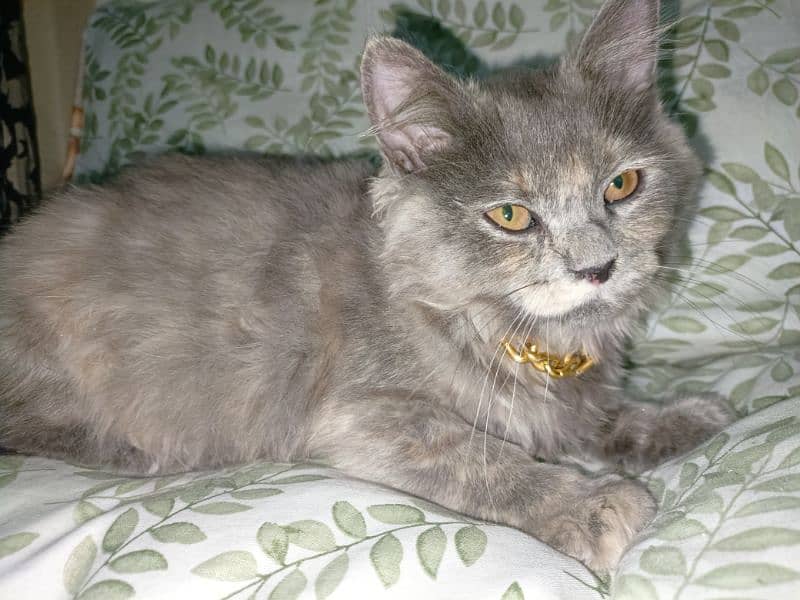 British shorthair mixed 0