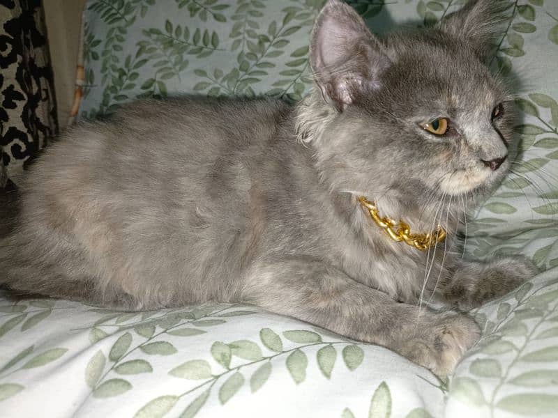 British shorthair mixed 1