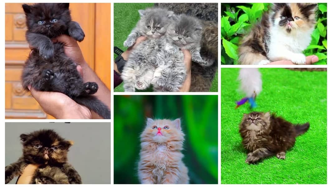 Persian | Cat | Tripple Coat | Punch face | Kitty | Ginger | Double 0
