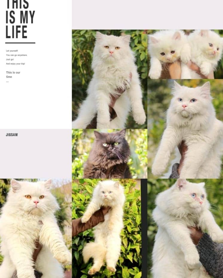 Persian | Cat | Tripple Coat | Punch face | Kitty | Ginger | Double 2