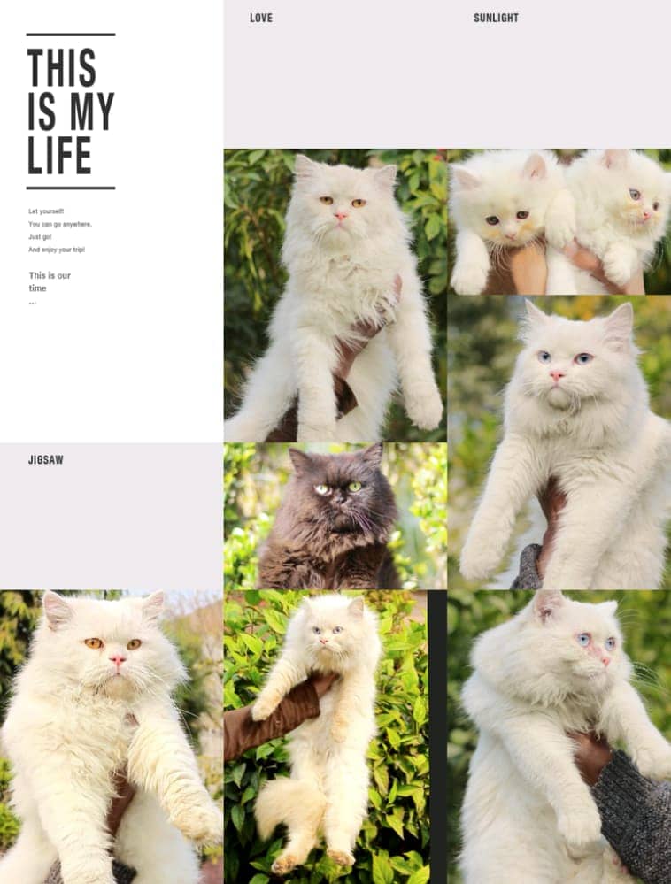 Persian | Cat | Tripple Coat | Punch face | Kitty | Ginger | Double 3