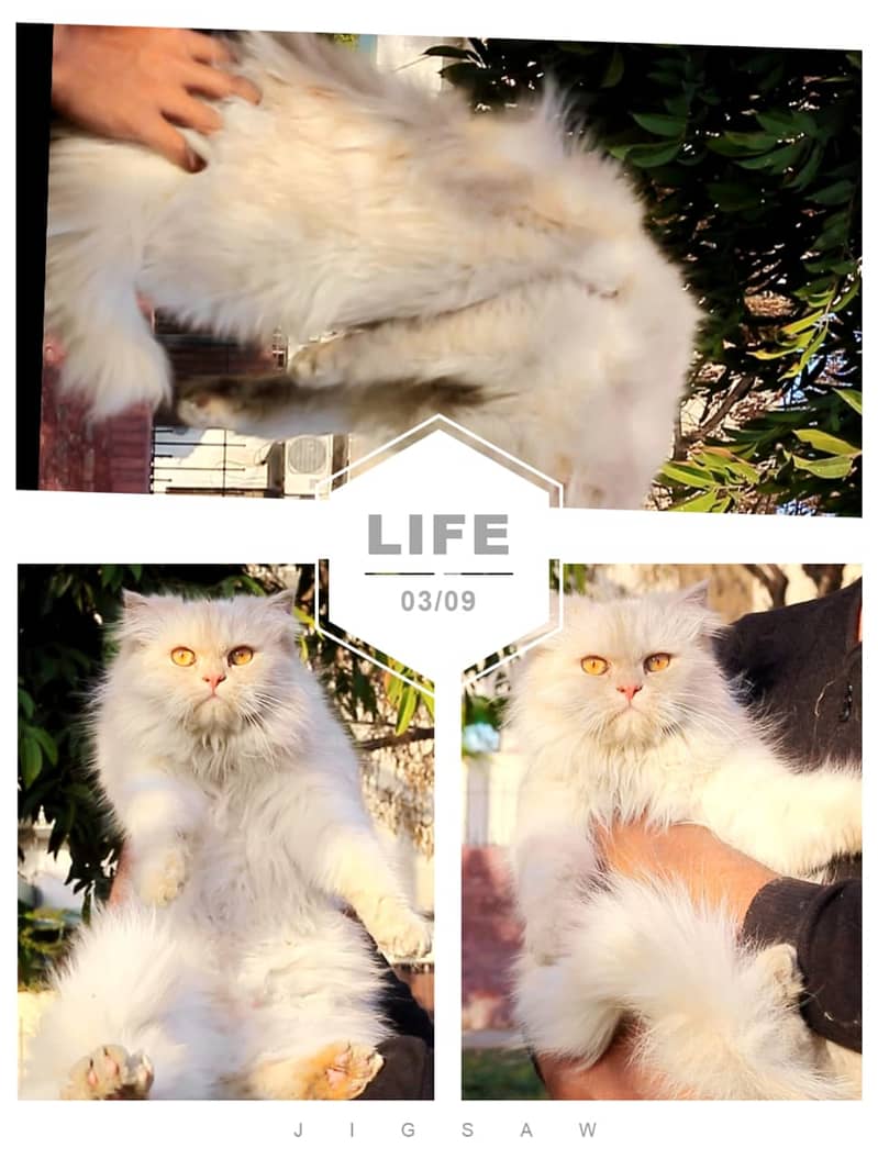Persian | Cat | Tripple Coat | Punch face | Kitty | Ginger | Double 5