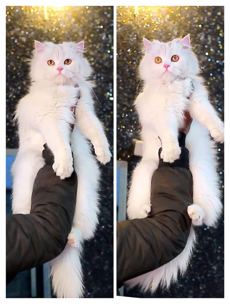 Persian | Cat | Tripple Coat | Punch face | Kitty | Ginger | Double 6
