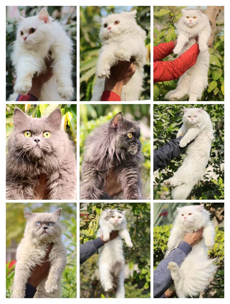 Persian | Cat | Tripple Coat | Punch face | Kitty | Ginger | Double 7