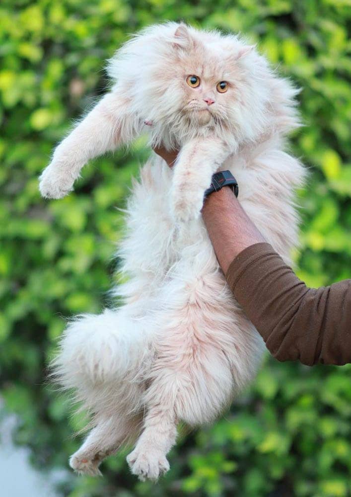 Persian | Cat | Tripple Coat | Punch face | Kitty | Ginger | Double 8