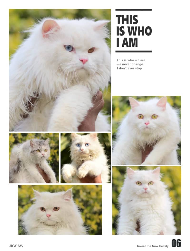 Persian | Cat | Tripple Coat | Punch face | Kitty | Ginger | Double 9