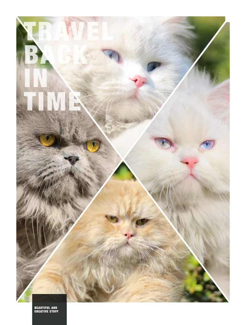 Persian | Cat | Tripple Coat | Punch face | Kitty | Ginger | Double 10