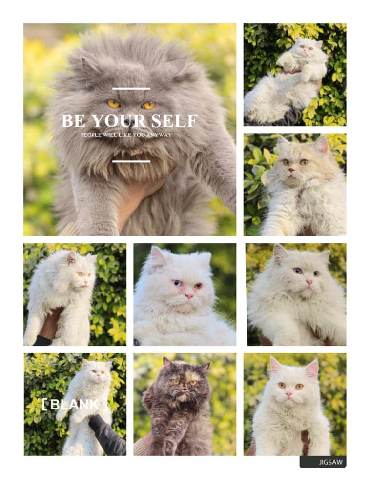 Persian | Cat | Tripple Coat | Punch face | Kitty | Ginger | Double 11