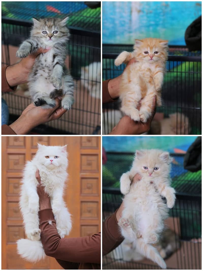 Persian | Cat | Tripple Coat | Punch face | Kitty | Ginger | Double 13