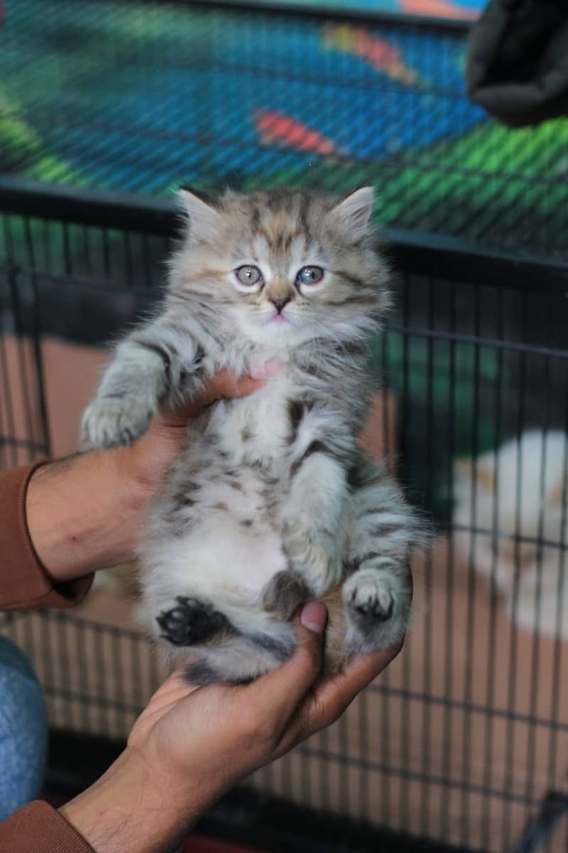 Persian | Cat | Tripple Coat | Punch face | Kitty | Ginger | Double 14