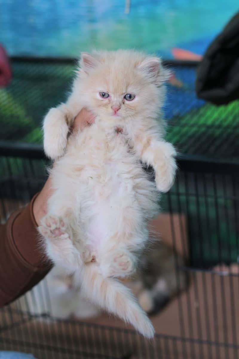 Persian | Cat | Tripple Coat | Punch face | Kitty | Ginger | Double 15