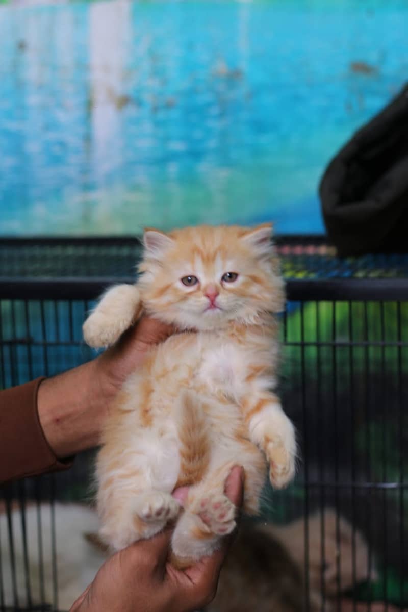 Persian | Cat | Tripple Coat | Punch face | Kitty | Ginger | Double 16