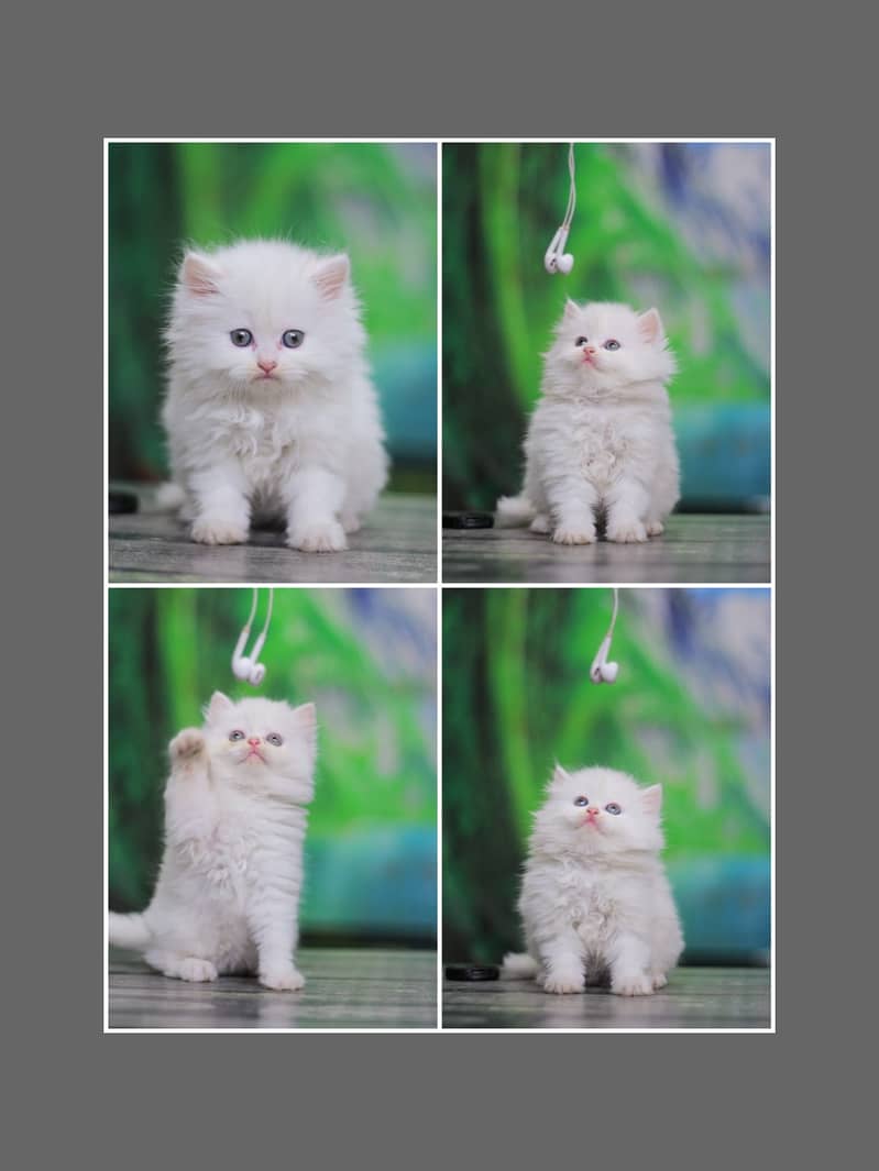 Persian | Cat | Tripple Coat | Punch face | Kitty | Ginger | Double 19