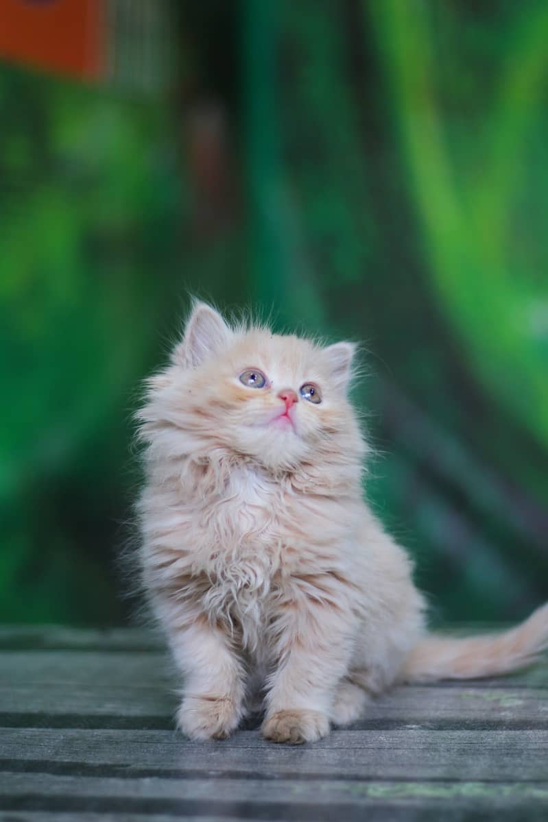Persian | Cat | Tripple Coat | Punch face | Kitty | Ginger | Double 19
