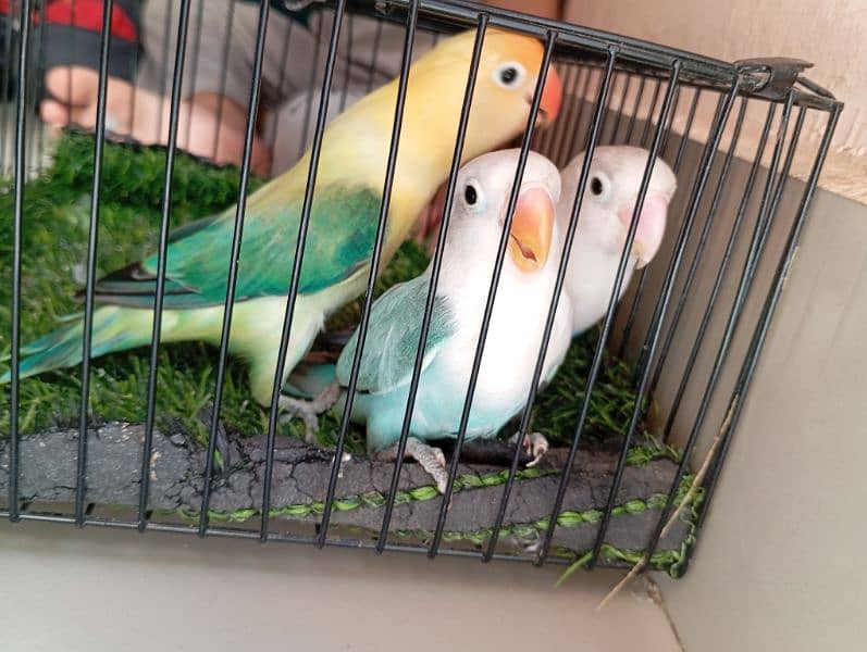 Birds for Sale – Parblue, Albinos, Oplines ~ Healthy Collection!! 0
