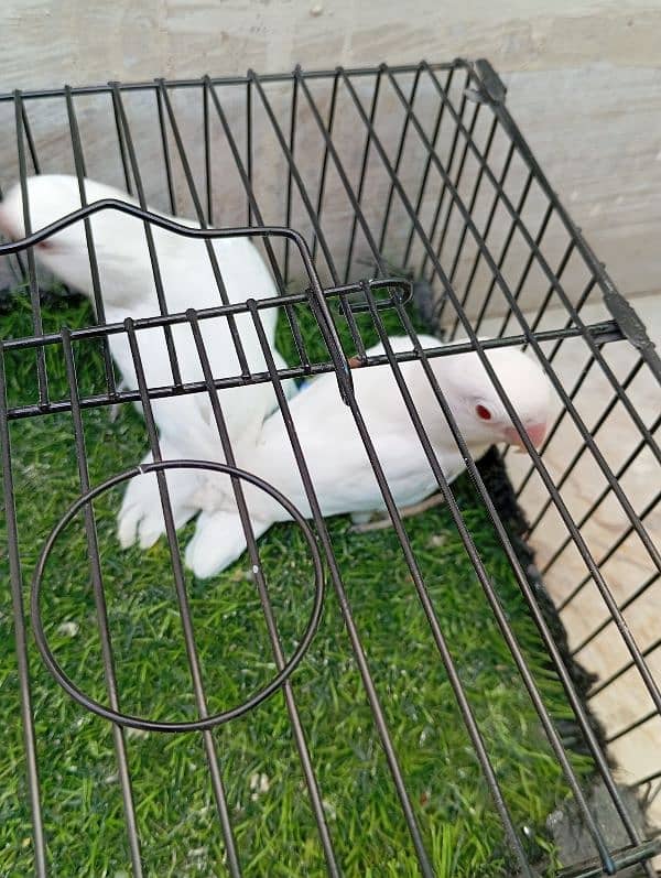 Birds for Sale – Parblue, Albinos, Oplines ~ Healthy Collection!! 4