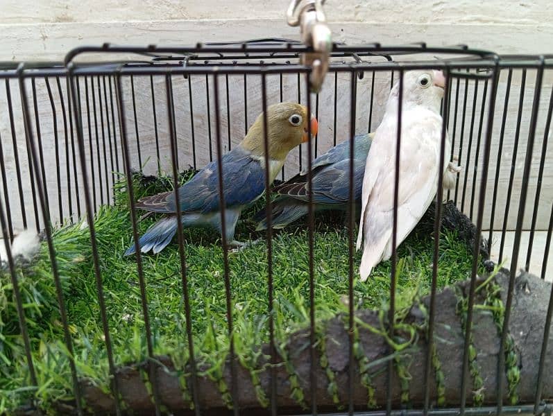 Birds for Sale – Parblue, Albinos, Oplines ~ Healthy Collection!! 5