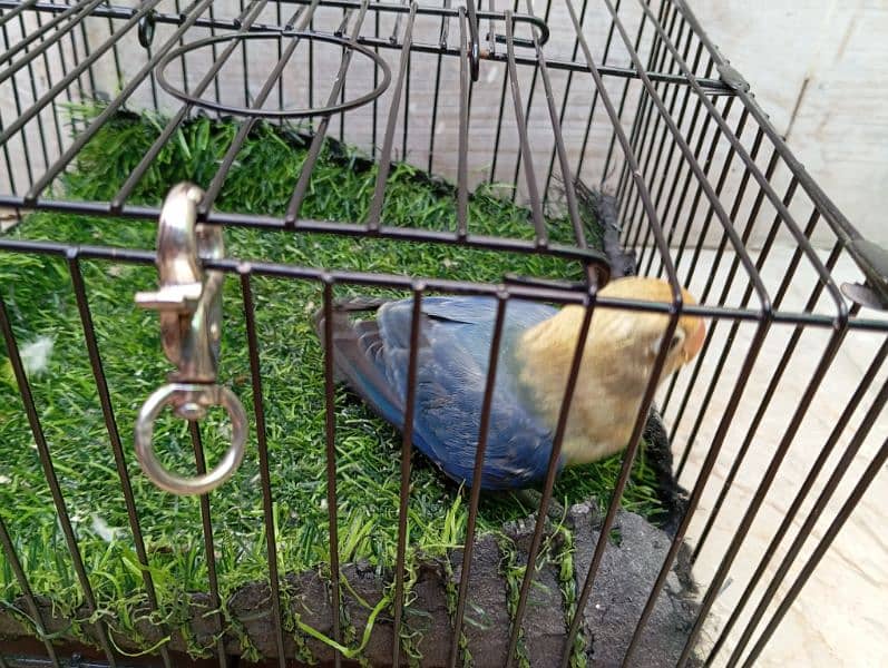 Birds for Sale – Parblue, Albinos, Oplines ~ Healthy Collection!! 7