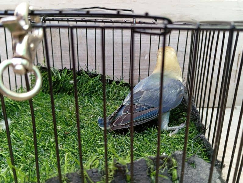 Birds for Sale – Parblue, Albinos, Oplines ~ Healthy Collection!! 8