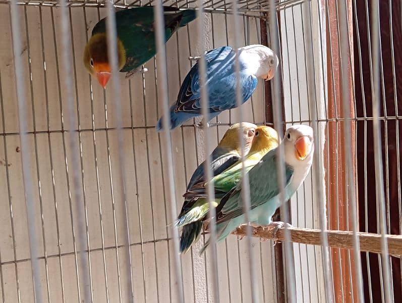 Birds for Sale – Parblue, Albinos, Oplines ~ Healthy Collection!! 9
