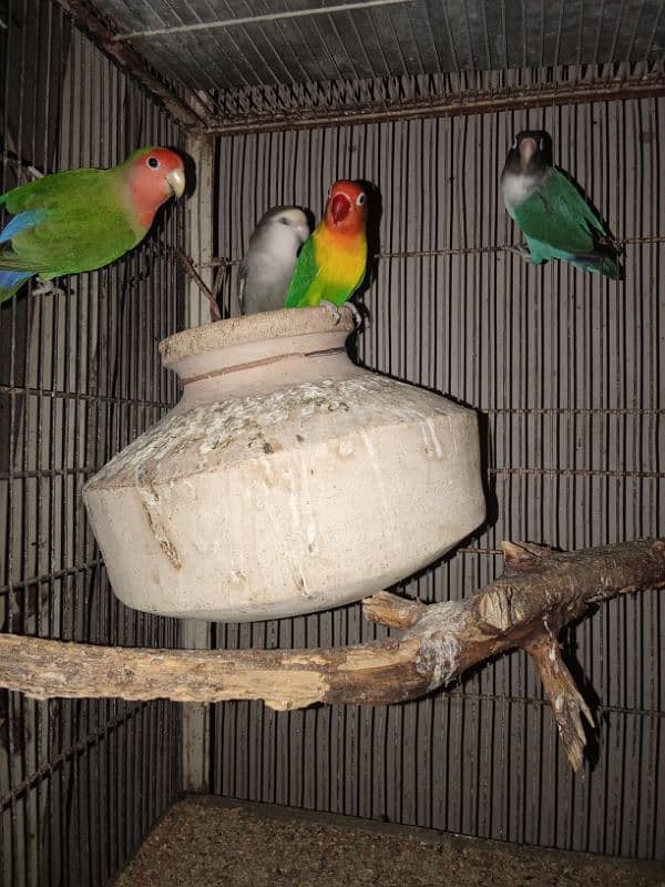 Behtareen Pinjra, Cage, Fisher, pasnata, lutino breeder pairs 19