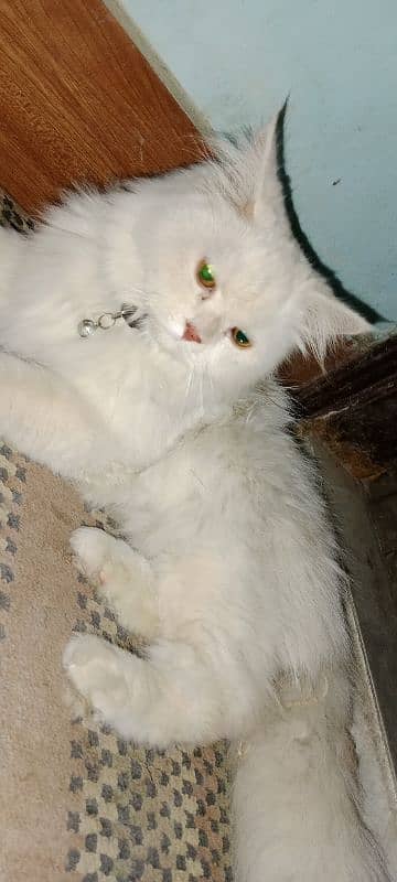 a perish cat 0