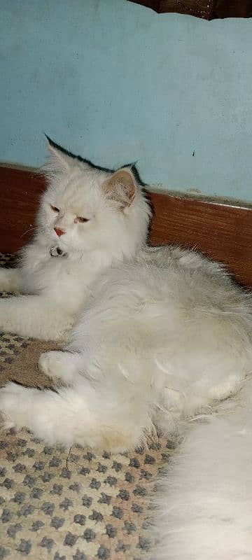 a perish cat 1