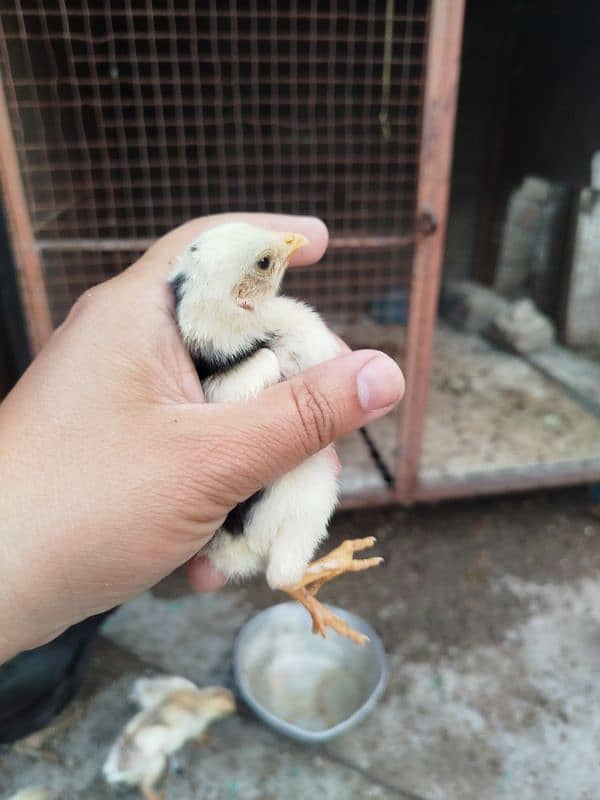 High Quality Aseel Chicks for sale 0