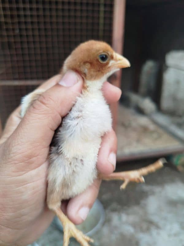 High Quality Aseel Chicks for sale 1