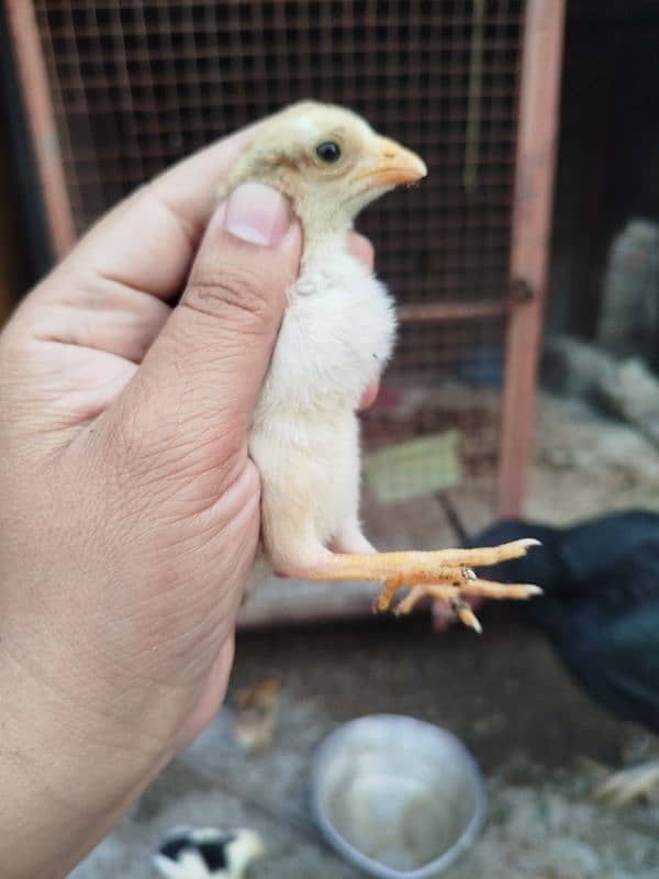 High Quality Aseel Chicks for sale 2
