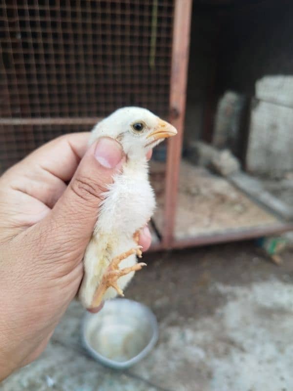 High Quality Aseel Chicks for sale 3
