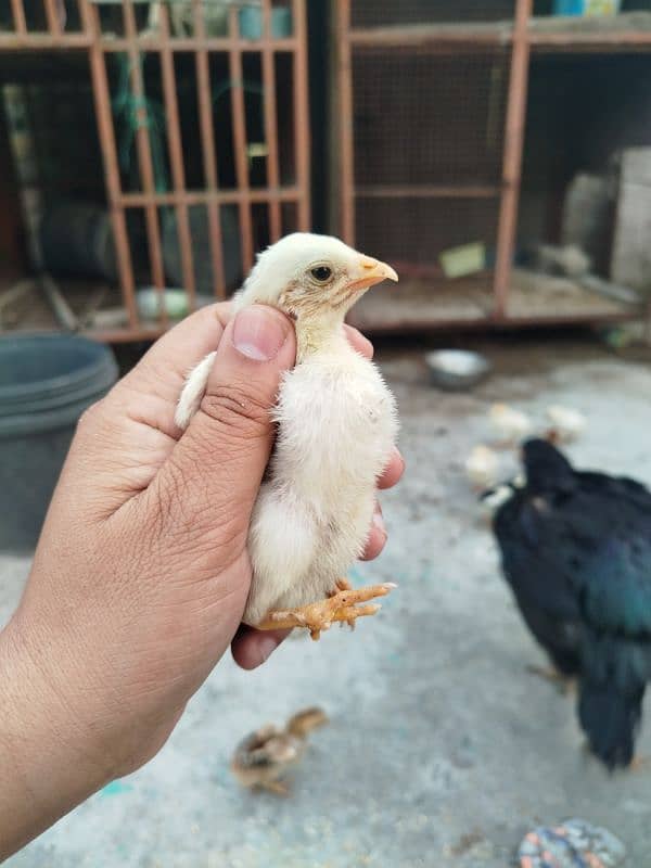 High Quality Aseel Chicks for sale 4