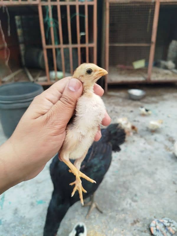 High Quality Aseel Chicks for sale 5