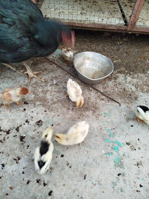 High Quality Aseel Chicks for sale 6